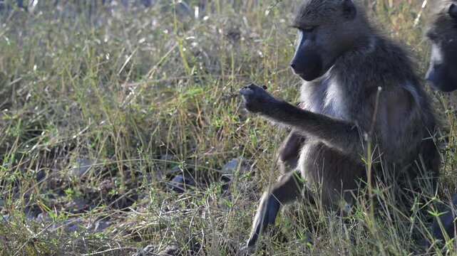 Mother baboon carrying baby while foraging and eating