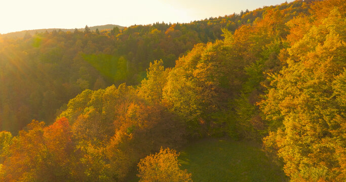 AERIAL, LENS FLARE: Hilly autumn forest bathed in golden sunlight. Warm evening light highlights a glowing mix of deciduous and conifer treetops as seasonal color spreads across the ridge and valley.