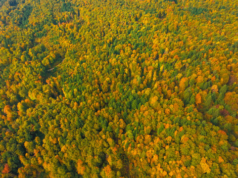 AERIAL: Mixed forest stretches across hills, with deep green evergreens scattered among deciduous trees beginning to turn yellow and orange. Subtle patchwork of autumn color forms rich natural mosaic.