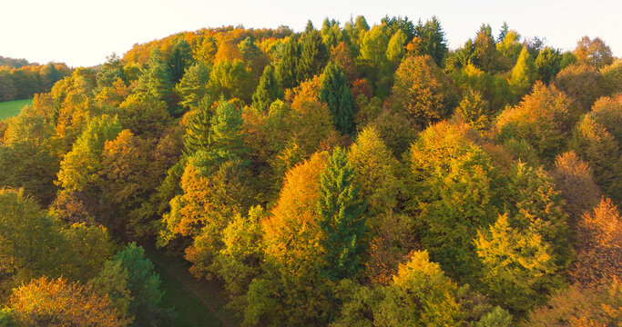 AERIAL: Lush mixed forest of evergreen conifers and colourful deciduous trees on rolling hills. Deep evergreen pines meet a rich mosaic of vibrant autumn leaves that spreads across hilly landscape.