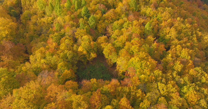 AERIAL: Rich mosaic of golden, orange and green treetops covers a hillside. Sunlight brings out the warm autumn colours, creating peaceful view of dense woodland at the height of the changing season.