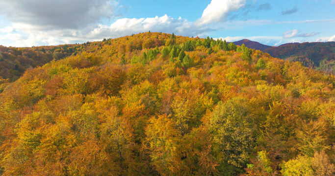 AERIAL: Rolling forested hills glow with golden, orange and green autumn colors beneath bright blue sky. Mix of deciduous and evergreen trees creates rich seasonal mosaic across peaceful countryside