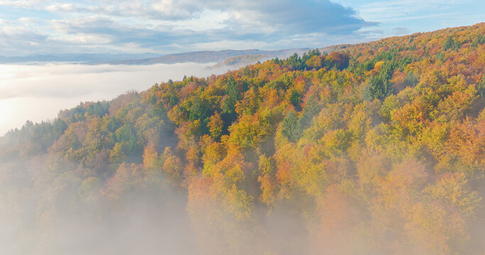 AERIAL: Colourful autumn forest covers rolling hills above a soft blanket of morning fog. Golden, orange and green treetops emerge from the mist beneath a calm cloudy sky. Peaceful seasonal landscape.