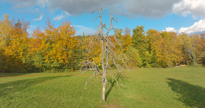 AERIAL: Old leafless fruit tree stands alone in sunny meadow, framed by colorful autumn woodland and rolling countryside. Its twisted branches cast long shadows across green grass beneath cloudy sky.