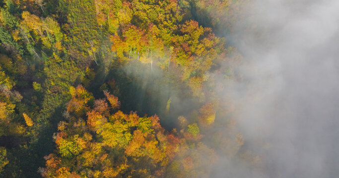 AERIAL TOP DOWN: Warm autumn colors glow along forest while dense white fog drifts through the valley and patches of sunlight reveal golden treetops through mist. Atmospheric morning in rural Slovenia
