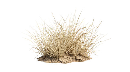 Naklejka premium Cluster of wild golden dry prairie grass tufts with feather-like seed heads and slender stems. Autumn savanna meadow steppe botanical plant element on pure white background template display.