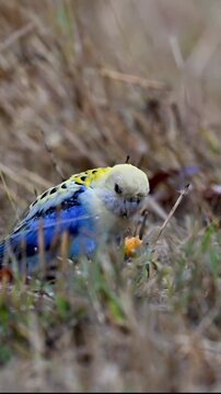 Blue and yellow Eastern Rosella parrot foraging on dry grass ground 