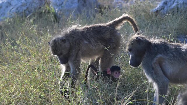 Mother baboon carrying baby while foraging and eating