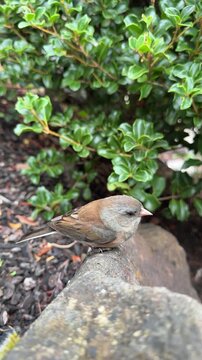 A dark-eyed junco perched on a rock.