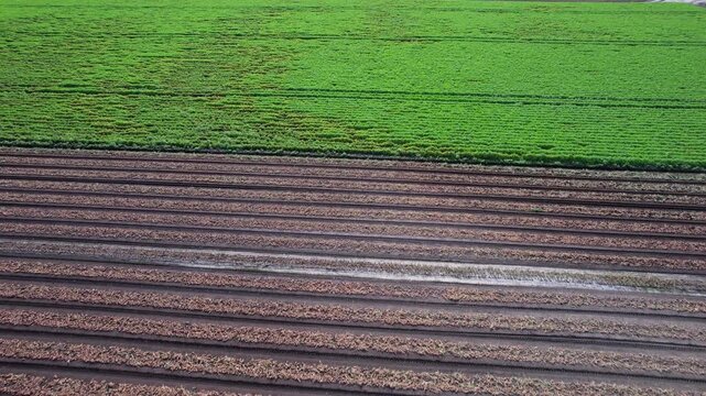 Vegetable plantation field. Agriculture farm with vegetables plants ready to harvest. Organic farming and vegetable based healthy food agriculture. Fly over crops of green produces.