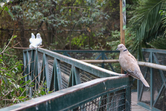 Doves Along a Forest Walkway