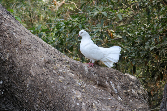 White Dove Perched on a Tree
