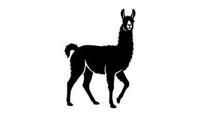 Fototapeta premium Black llama silhouette walking front facing vector illustration animal design farm alpaca artwork