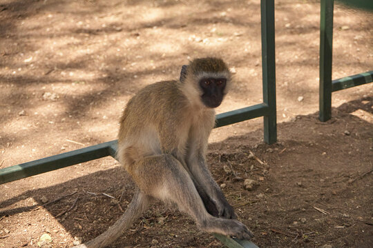 Eine Gruene Meerkatze sitzt am Boden und blickt direkt in Richtung Kamera.