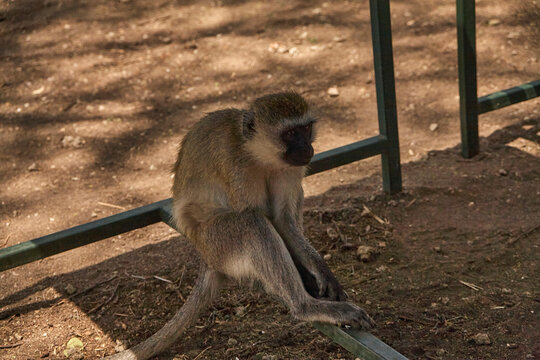 Eine Gruene Meerkatze sitzt auf einer Metallstange und blickt seitlich ueber den trockenen Boden.