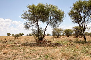 Eine Gruppe von Impalas steht und bewegt sich zwischen Bäumen und trockenem Gras in der weiten Savanne. © Jane Be. The Picture