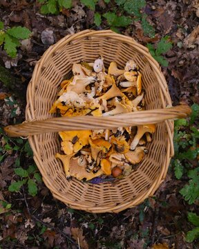 basket of mushrooms