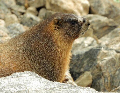 close up of a yellow-bellied marmot perched  in the boulders in fall along trail ridge road in the colorado rockies  in rocky mountain national  park, colorado