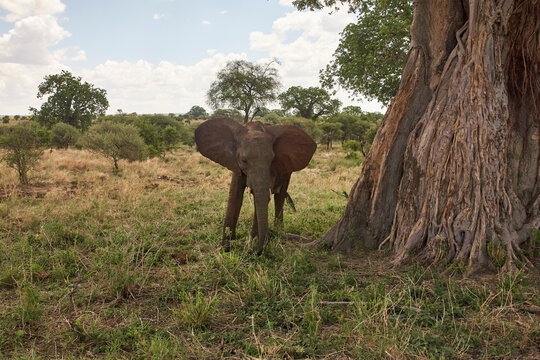 Die Nahaufnahme zeigt den Kopf eines Afrikanischen Elefanten mit weit ausgebreiteten Ohren vor unscharfem Savannenhintergrund.