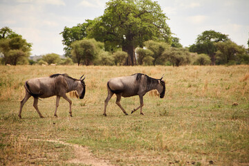 Zwei Weißbartgnus bewegen sich durch trockenes Grasland  im Hintergrund stehen große Bäume und dichtes Buschwerk. © Jane Be. The Picture