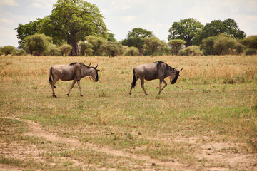 Zwei Weißbartgnus gehen durch trockenes Grasland mit einzelnen Bäumen und einer offenen Savannenlandschaft im Hintergrund. © Jane Be. The Picture