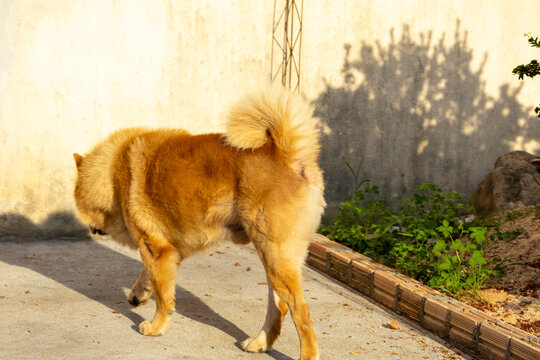 Fluffy gold-brown chow chow dog walking outdoors in bright sunset light in the Amazon Rainforest