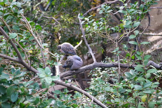 Doves Resting in the Trees