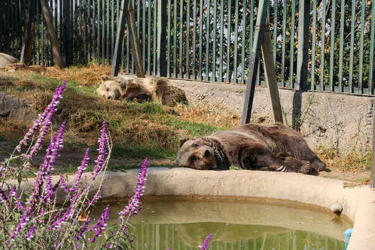 Brown Bears Resting by a Pond