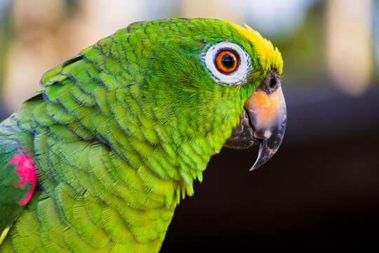 Side view of a parrot in the outdoors perched on a rustic wooden fence against a dark moody background