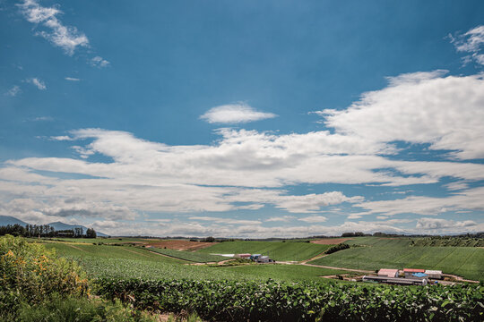 Patchwork Fields beneath the Summer Sky in Biei