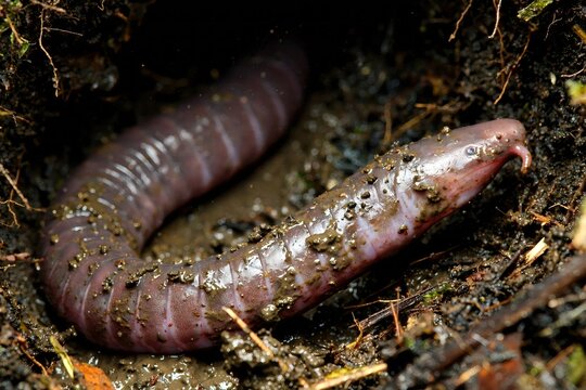 Macro close up of a purplish legless amphibian caecilian Ichthyophis Gymnophiona covered in wet mud emerging from dark subterranean soil showing its segmented body and rudimentary eyes