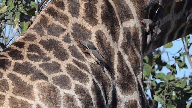 Oxpeckers grooming giraffe neck in closeup while searching for parasites
