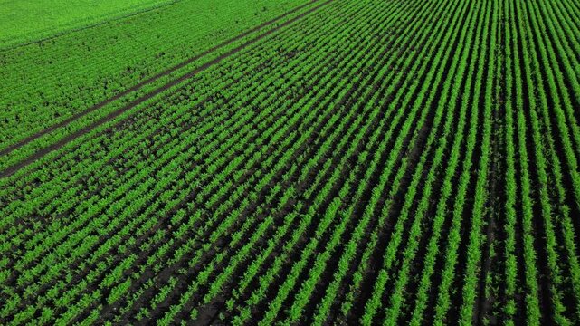 Aerial view of agricultural farms and crops fields. Agricultural landscapes from above. Soil with planted vegetables. Planting rows of crops for harvesting. Designated Specialty Crop Area.