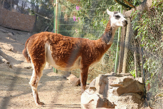 Llama in Santiago