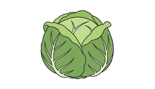 Whole organic green cabbage vegetable head vector illustration with detailed leaf texture isolated on a clean white background.