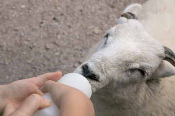 Close-up of hands feeding a small fluffy sheep with a feeding bottle outdoors © Olha K