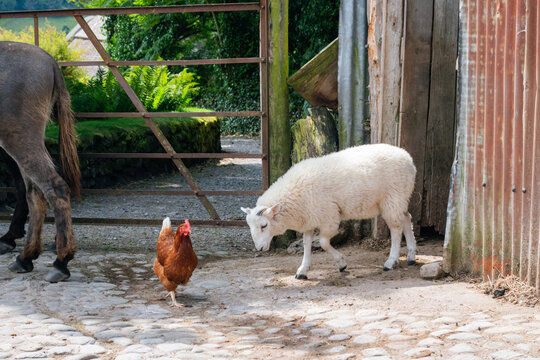 Farm animals, a sheep and a rooster, on a rustic path in front of a weathered metal shed and gate