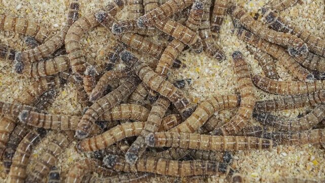 Pile of worms in a sawdust filled plastic bin