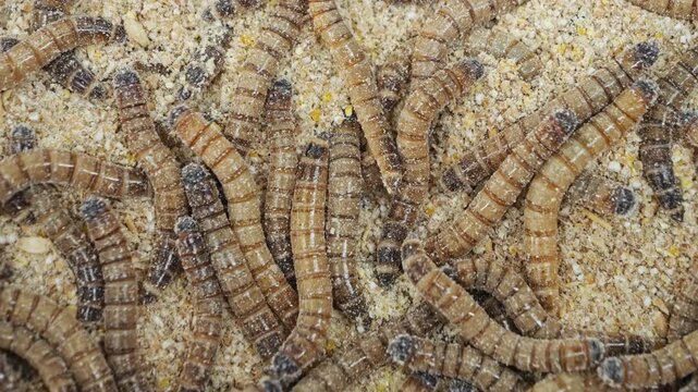 Pile of worms in a sawdust filled plastic bin