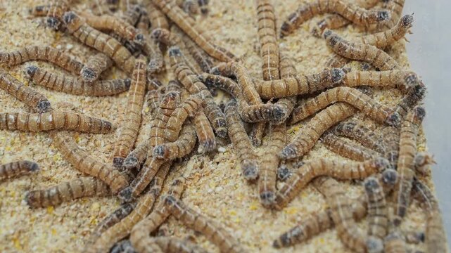 Pile of worms in a sawdust filled plastic bin
