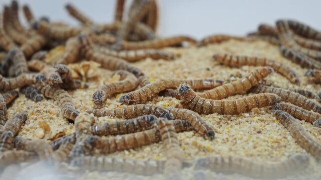 Pile of worms in a sawdust filled plastic bin
