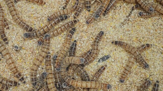 Pile of worms in a sawdust filled plastic bin