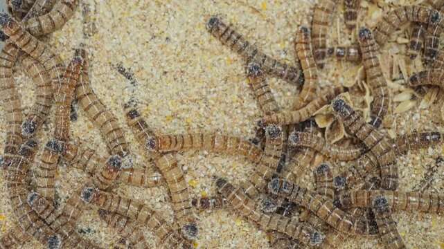 Pile of worms in a sawdust filled plastic bin