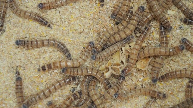 Pile of worms in a sawdust filled plastic bin