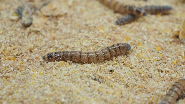 Pile of worms in a sawdust filled plastic bin