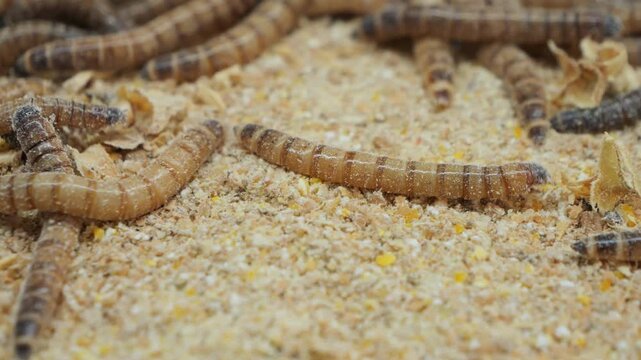 Pile of worms in a sawdust filled plastic bin