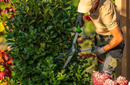 Gardener using hedge shears on dense evergreen foliage