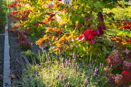 Autumn garden border with lavender and hydrangeas