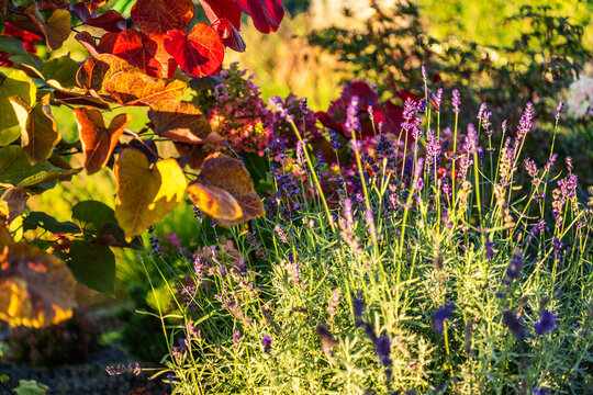 Lavender flowers beneath autumn leaves