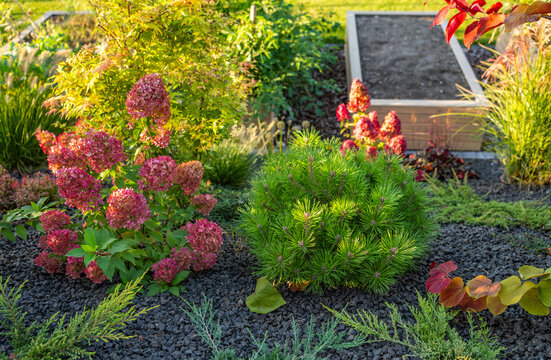 Pine shrub and hydrangeas in a gravel garden bed